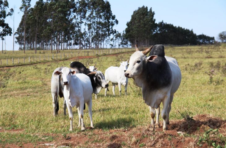 Foto: Semadesc/Arquivo