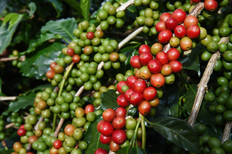 Foto: Divulgação/Café Jandaia