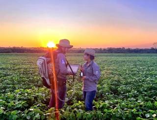 Sustentabilidade: florestas plantadas em MS contribuem para a meta de carbono neutro