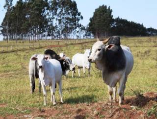 Atenção: pecuaristas devem atualizar cadastro de rebanhos na Iagro até o dia 30 de novembro