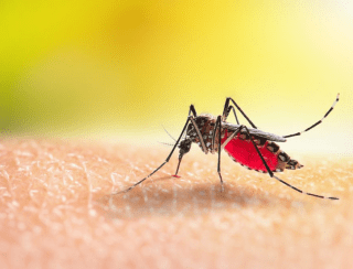 Prefeitura de Maracaju divulga Boletim Epidemiológico da Dengue.