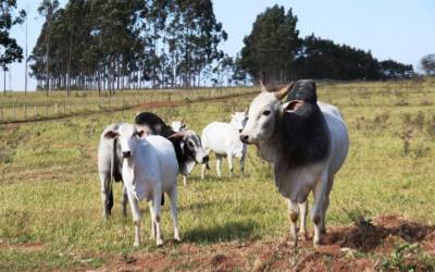 Atenção: pecuaristas devem atualizar cadastro de rebanhos na Iagro até o dia 30 de novembro