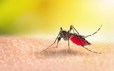 Prefeitura de Maracaju divulga Boletim Epidemiológico da Dengue.