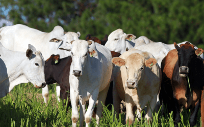 Preço da arroba do boi caiu até 6,7% em fevereiro. O que esperar de março?