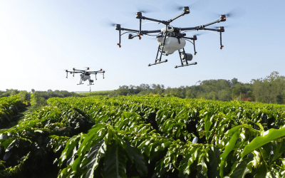 Protetor solar para plantas? Embrapa cria produto para evitar que frutas se queimem